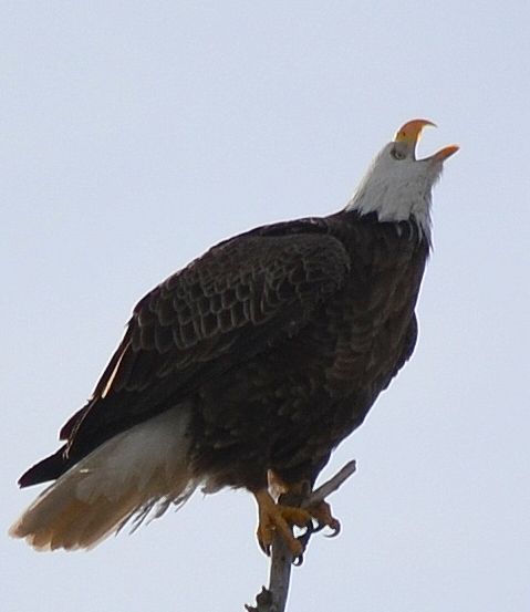 The Eagle Has Landed